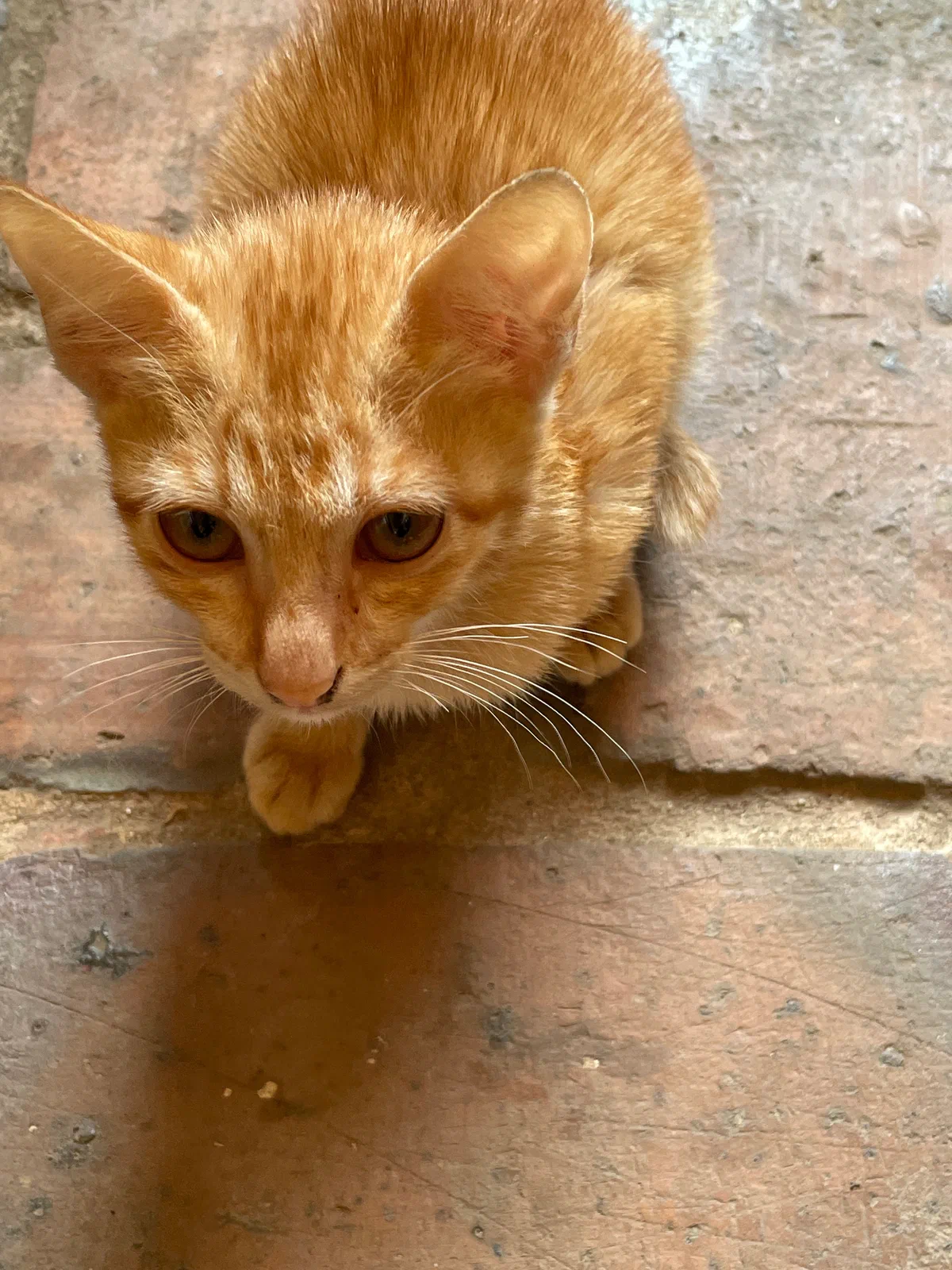 London, a ginger tabby cat, looking up at the camera from a terracotta-tiled floor.